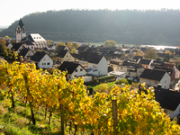 A general view of a winery field at the end of the harvest season in Leutesdorf, Germany, on November 3, 2024. (