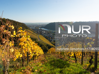 A general view of a winery field during the end of the harvest season in Leutesdorf, Germany, on November 3, 2024 (