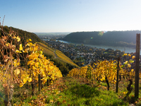 A general view of a winery field during the end of the harvest season in Leutesdorf, Germany, on November 3, 2024 (