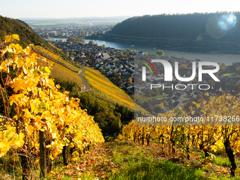 A general view of a winery field during the end of the harvest season in Leutesdorf, Germany, on November 3, 2024 (