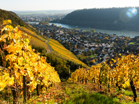 A general view of a winery field during the end of the harvest season in Leutesdorf, Germany, on November 3, 2024 (