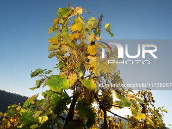 A general view of a winery field during the end of the harvest season in Leutesdorf, Germany, on November 3, 2024 (