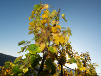 A general view of a winery field during the end of the harvest season in Leutesdorf, Germany, on November 3, 2024 (