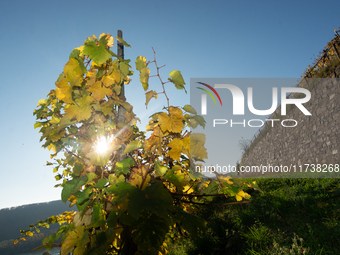 A general view of a winery field during the end of the harvest season in Leutesdorf, Germany, on November 3, 2024 (