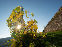 A general view of a winery field during the end of the harvest season in Leutesdorf, Germany, on November 3, 2024 (