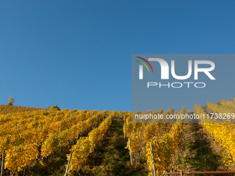 A general view of a winery field during the end of the harvest season in Leutesdorf, Germany, on November 3, 2024 (