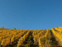 A general view of a winery field during the end of the harvest season in Leutesdorf, Germany, on November 3, 2024 (