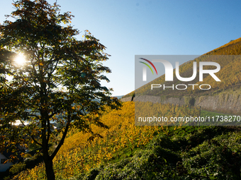 A general view of a winery field during the end of the harvest season in Leutesdorf, Germany, on November 3, 2024 (