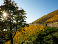 A general view of a winery field during the end of the harvest season in Leutesdorf, Germany, on November 3, 2024 (