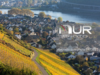 A general view of a winery field at the end of the harvest season in Leutesdorf, Germany, on November 3, 2024. (