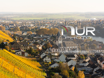 A general view of a winery field at the end of the harvest season in Leutesdorf, Germany, on November 3, 2024. (