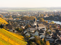 A general view of a winery field at the end of the harvest season in Leutesdorf, Germany, on November 3, 2024. (