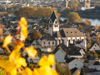 A general view of a winery field during the end of the harvest season in Leutesdorf, Germany, on November 3, 2024 (