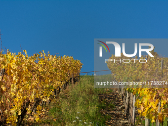 A general view of a winery field during the end of the harvest season in Leutesdorf, Germany, on November 3, 2024 (