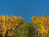 A general view of a winery field during the end of the harvest season in Leutesdorf, Germany, on November 3, 2024 (