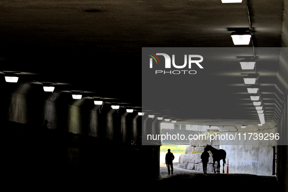 A thoroughbred racehorse is led through the tunnel under the EP Taylor turf course to the paddock before the first race at Woodbine Racetrac...