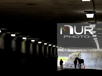 A thoroughbred racehorse is led through the tunnel under the EP Taylor turf course to the paddock before the first race at Woodbine Racetrac...