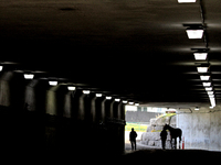 A thoroughbred racehorse is led through the tunnel under the EP Taylor turf course to the paddock before the first race at Woodbine Racetrac...