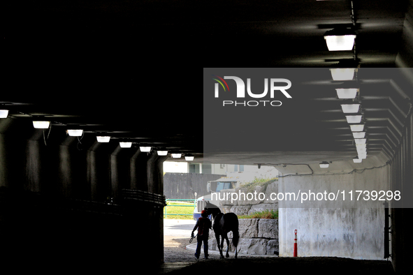 A thoroughbred racehorse is led through the tunnel under the EP Taylor turf course to the paddock before the first race at Woodbine Racetrac...