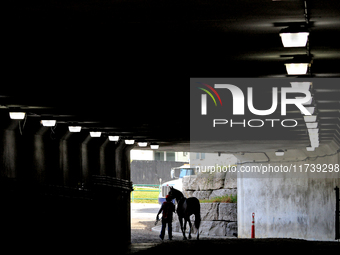 A thoroughbred racehorse is led through the tunnel under the EP Taylor turf course to the paddock before the first race at Woodbine Racetrac...