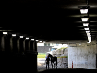 A thoroughbred racehorse is led through the tunnel under the EP Taylor turf course to the paddock before the first race at Woodbine Racetrac...