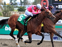 Jockey Sahin Civaci rides War of Destiny to a win in the first race at Woodbine Racetrack in Toronto, Canada, on November 3, 2024. (