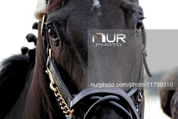 A thoroughbred racehorse is led to the paddock at Woodbine Racetrack in Toronto, Canada, on November 3, 2024. 