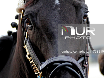 A thoroughbred racehorse is led to the paddock at Woodbine Racetrack in Toronto, Canada, on November 3, 2024. (