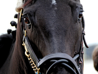 A thoroughbred racehorse is led to the paddock at Woodbine Racetrack in Toronto, Canada, on November 3, 2024. (