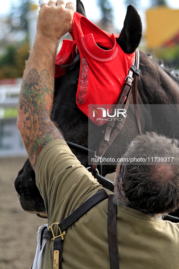 A groom removes a racehorse's blinkers following a race at Woodbine Racetrack in Toronto, Canada, on November 3, 2024. 