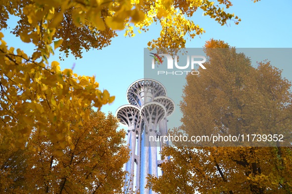 Ginkgo trees are silhouetted against the Olympic Tower in Beijing, China, on November 3, 2024. 