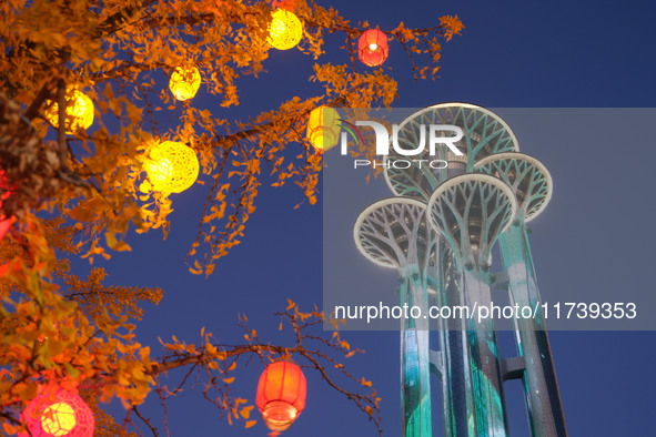 Ginkgo trees are silhouetted against the Olympic Tower in Beijing, China, on November 3, 2024. 