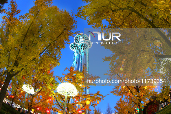 Ginkgo trees are silhouetted against the Olympic Tower in Beijing, China, on November 3, 2024. 