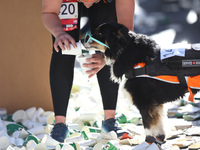 A runner stops to give her service dog water on First Avenue during the 2024 New York City Marathon in New York, N.Y., on November 3, 2024....