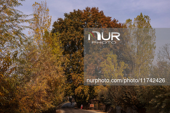 A woman walks near a Chinar tree during the autumn season in Sopore, Jammu and Kashmir, India, on November 5, 2024. 