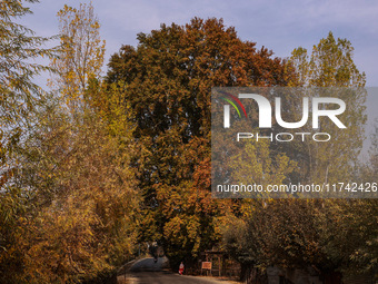 A woman walks near a Chinar tree during the autumn season in Sopore, Jammu and Kashmir, India, on November 5, 2024. (