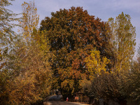 A woman walks near a Chinar tree during the autumn season in Sopore, Jammu and Kashmir, India, on November 5, 2024. (