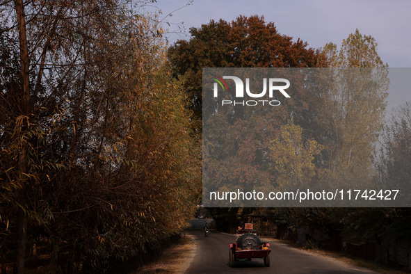 Vehicles move near a Chinar tree during the autumn season in Jammu and Kashmir, India, on November 5, 2024. 