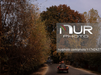 Vehicles move near a Chinar tree during the autumn season in Jammu and Kashmir, India, on November 5, 2024. (