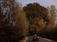 Vehicles move near a Chinar tree during the autumn season in Jammu and Kashmir, India, on November 5, 2024. (