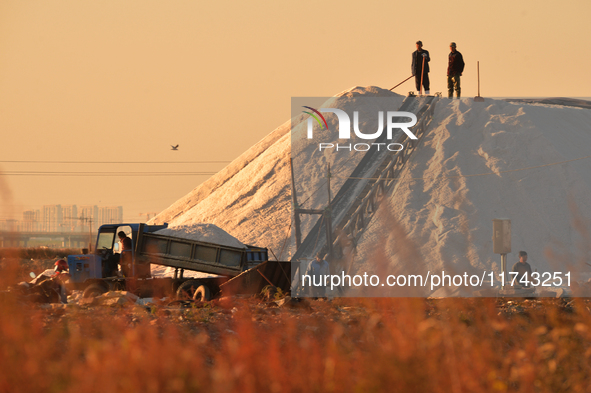 Workers unload harvested sea salt at the Dongfeng Salt Farm in Hetao Street, Chengyang district, Qingdao, China, on November 5, 2024. 