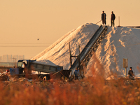 Workers unload harvested sea salt at the Dongfeng Salt Farm in Hetao Street, Chengyang district, Qingdao, China, on November 5, 2024. (