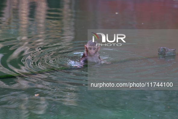 A macaque is at the Shrine Galta Ji Temple in Jaipur, Rajasthan, India, on November 5, 2024. 