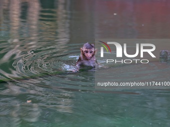 A macaque is at the Shrine Galta Ji Temple in Jaipur, Rajasthan, India, on November 5, 2024. (