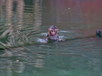 A macaque is at the Shrine Galta Ji Temple in Jaipur, Rajasthan, India, on November 5, 2024. (