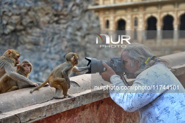 A photographer takes a photo of a macaque at the Shrine Galta Ji Temple in Jaipur, Rajasthan, India, on November 5, 2024. 