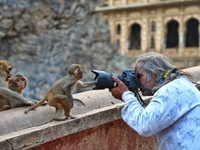 A photographer takes a photo of a macaque at the Shrine Galta Ji Temple in Jaipur, Rajasthan, India, on November 5, 2024. (