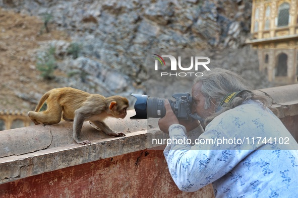 A photographer takes a photo of a macaque at the Shrine Galta Ji Temple in Jaipur, Rajasthan, India, on November 5, 2024. 