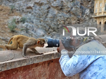 A photographer takes a photo of a macaque at the Shrine Galta Ji Temple in Jaipur, Rajasthan, India, on November 5, 2024. (