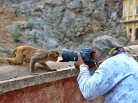 A photographer takes a photo of a macaque at the Shrine Galta Ji Temple in Jaipur, Rajasthan, India, on November 5, 2024. (